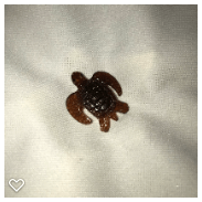 a087-20th Century Horn Button of a Realistic Turtle