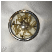 a110-18th Century Antique "Habitat" Button - Insect