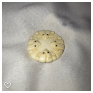 b046-Late 20th Century Carved Scrimshaw Bone Button - Four Frogs